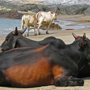 cows at the beach in Goa, India